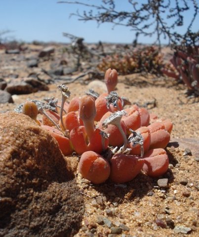 Vanheerdea roodiae thick and thin pedicels